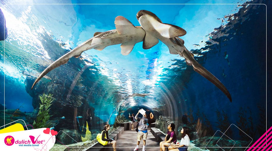 Du lịch Thái Lan Hè Bangkok - Pattaya tham quan thủy cung Pattaya từ Sài Gòn giá tốt