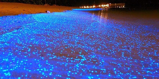 Kinh nghiệm du lịch Maldives Ngắm bãi biển phát sáng