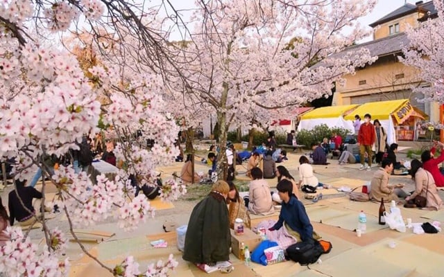 Lễ hội Hoa anh đào Hanami Nhật Bản