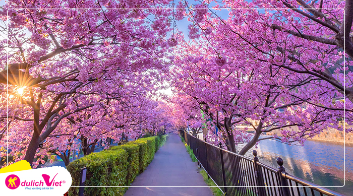 le-hoi-hoa-anh-dao-kawazu-sakura-du-lich-viet