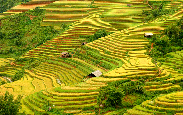 ruộng bậc thang mù cang chải
