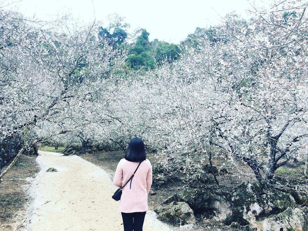 Hoa mơ nở phủ giăng đất trời miền Tây