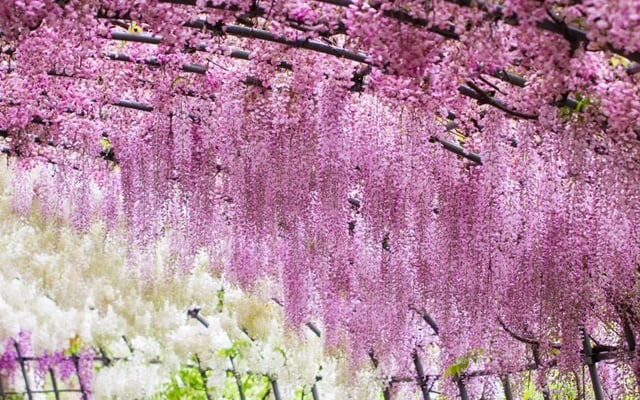 Ngắm hoa tử đằng tại Kawachi Fujien – Fukuoka