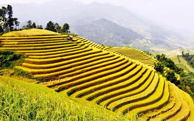 Ruộng bậc thang Sapa mùa lúa chín vàng óng