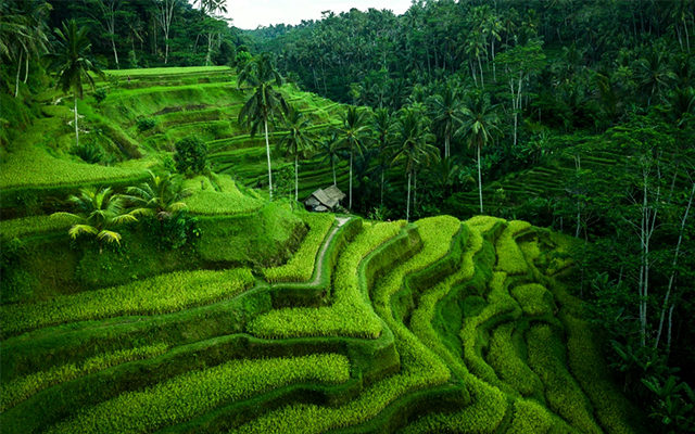 Ruộng bậc thang Tegalalang ở Bali
