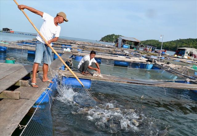 Những cánh đồng canh tác hải sản tại An Giang