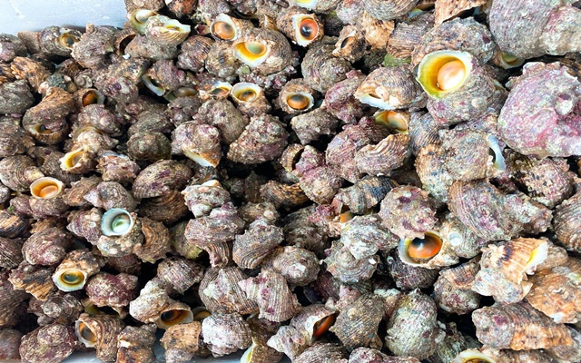 Ốc mắt ngọc đặc sản Nam Du