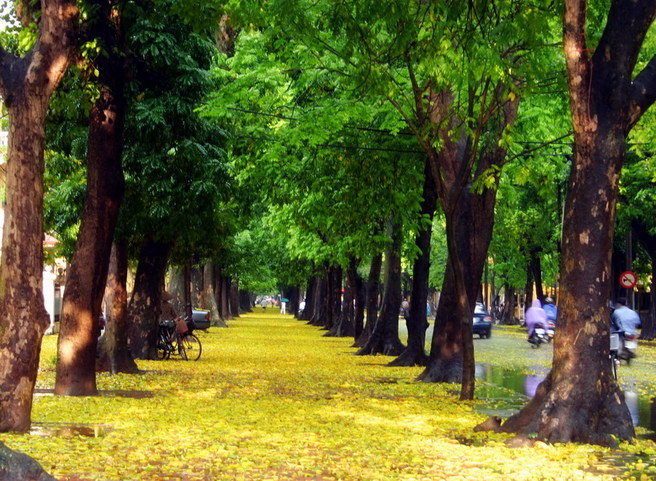 Đường Phan Đình Phùng với lá vàng rơi và nắng thu nhẹ nhàng