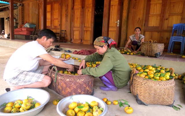 Quýt Quang Thuận đặc sản Bắc Kạn