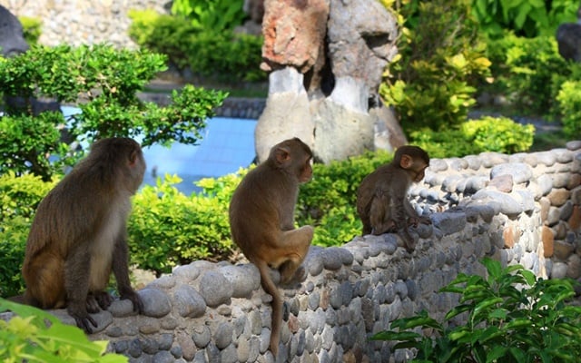 Tour đảo Khỉ Nha Trang có gì hấp dẫn?