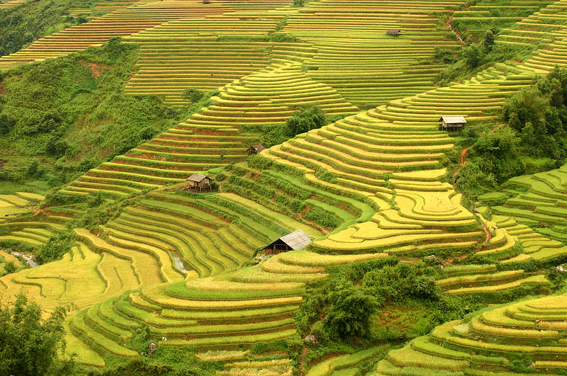 Ruộng bậc thang Hoàng Su Phì mùa lúa chín