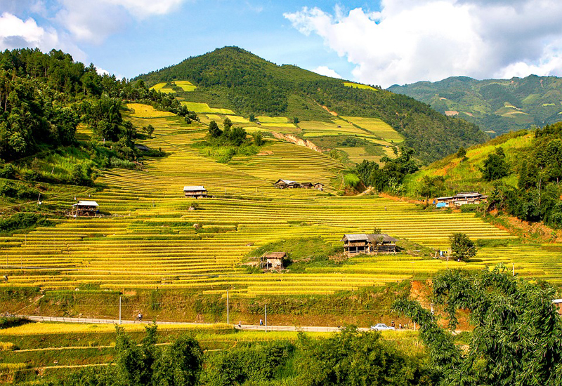 Mùa lúa chín trên những thửa ruộng bậc thang Lao Chải
