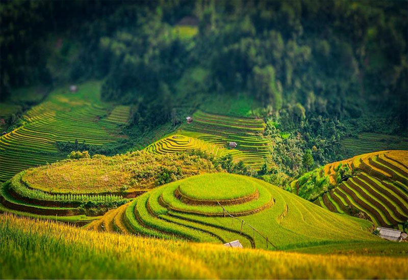 Ruộng bậc thang Mâm Xôi ở La Pán Tẩn, Yên Bái