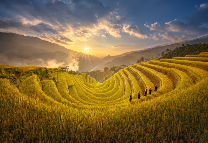 Ruộng bậc thang Mù Cang Chải mùa lúa chín vàng rực