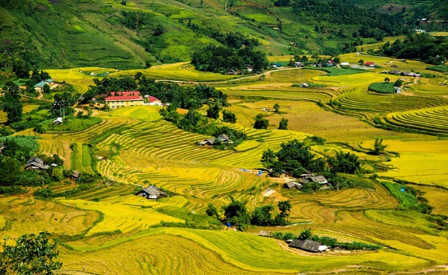 Những thửa ruộng bậc thang trên con đường Sàng Ma Sáo - Y Tý vào mùa lúa chín