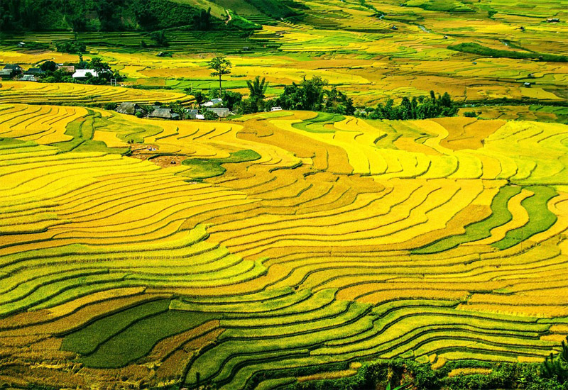 Ruộng bậc thang Sapa mùa lúa chín vàng ươm
