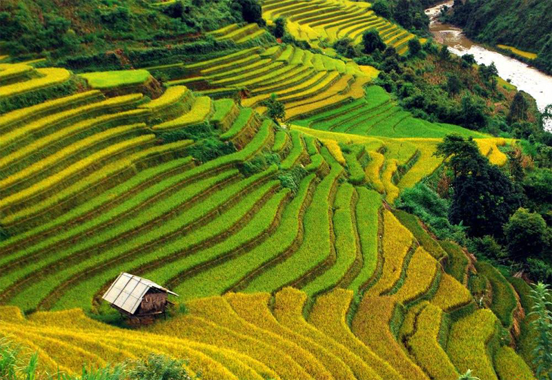 ruộng bậc thang Tây Bắc mùa lúa chín