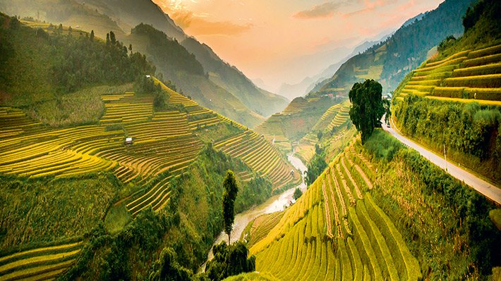 Ruộng bậc thang Tú Lệ Yên Bái mùa lúa chín