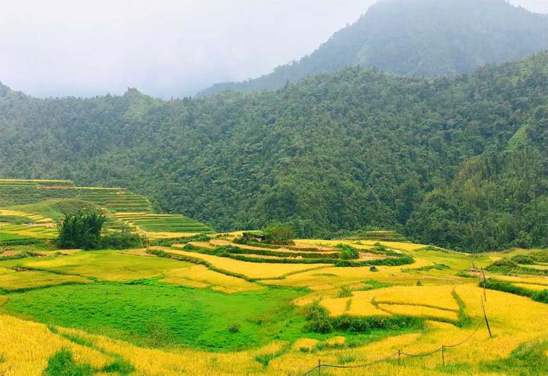 Khung cảnh mùa lúa chín Tây Bắc ở trên ruộng lúa Sín Chải