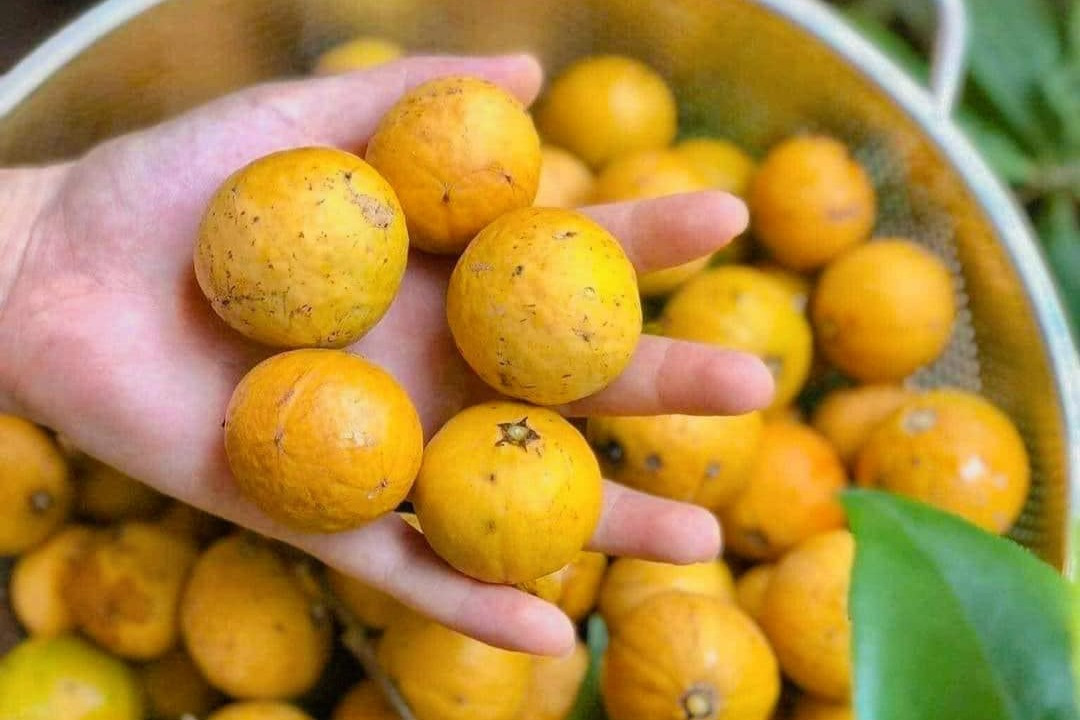 Sấu chín