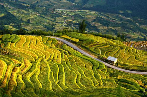 Vẻ đẹp mùa lúa chín Tây Bắc ở Y Tý, Lào Cai