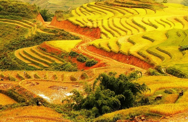 Mùa lúa chín vàng trên ruộng bậc thang Sapa