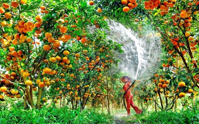 Tham quan vườn trái cây tại làng Mỹ Khánh
