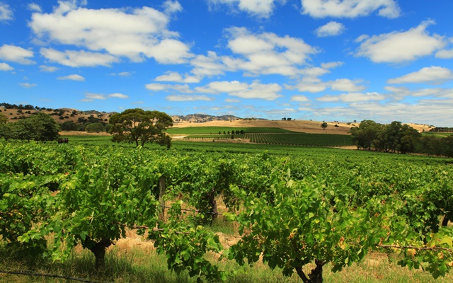 Thung lũng Barossa nổi tiếng về sản xuất rượu vang