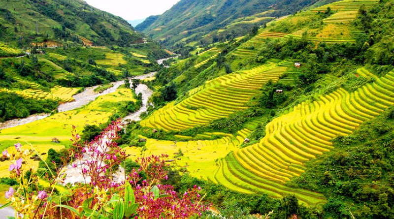 Ruộng bậc thang Mường Hoa Sapa mùa lúa chín