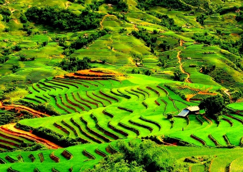 Vẻ đẹp thửa ruộng bậc thang Sapa xanh miên man - màu của lúa non
