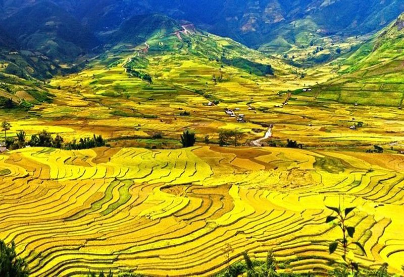 Ruộng bậc thang Yên Bái - Tú Lệ