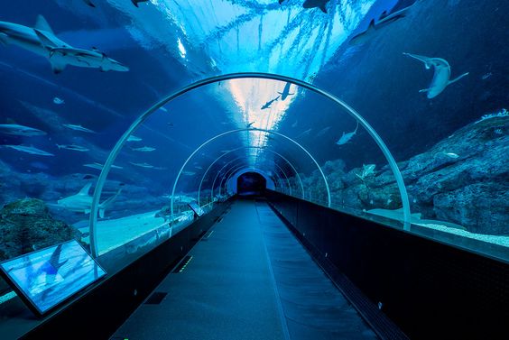 Thủy cung Aquaria KLCC - Thế giới đại dương thu nhỏ