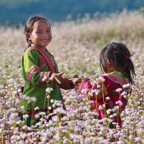 Cánh đồng hoa tam giác mạch rực rỡ