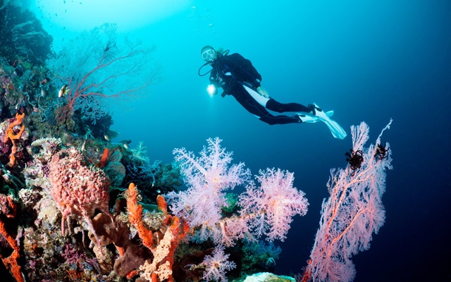 Trải nghiệm hoạt động lặn biển tại đảo Bunaken