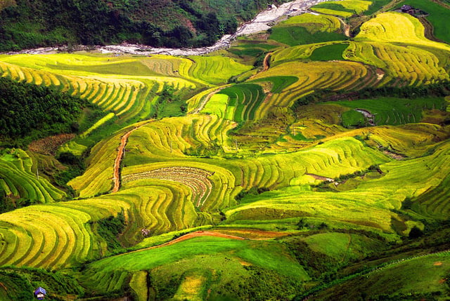 Ruộng bậc thang Yên Bái - Tú Lệ