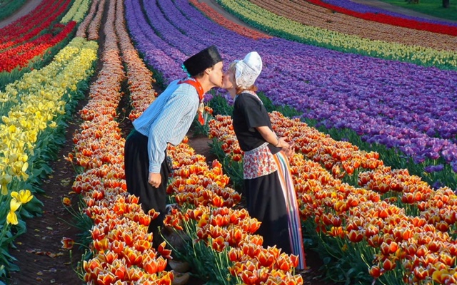 Vườn hoa Keukenhof có gì hấp dẫn khách du lịch Hà Lan?