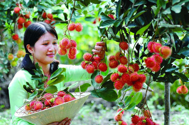 Khám phá miệt vườn
