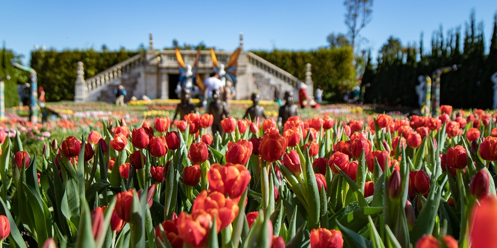Tulip-Sun-World